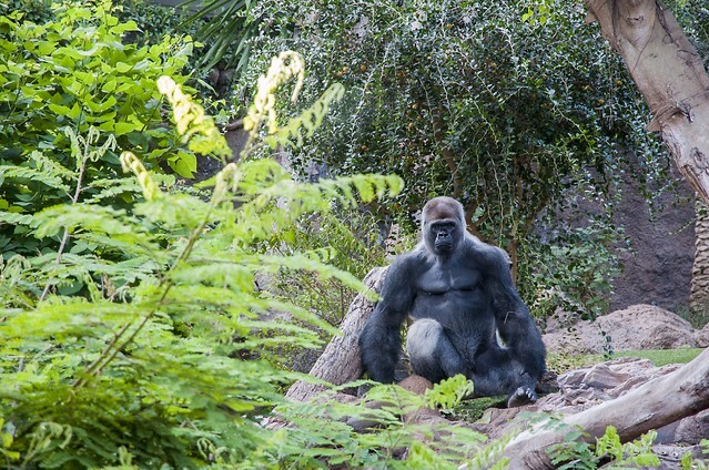 Gorilla quiet amid the rainforest